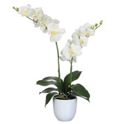 Plante Artificielle - Phalaenopsis Crme - MICA